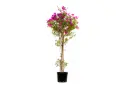 bougainvillea glabra 35cm 