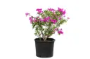 bougainvillea glabra ball shape 35cm 