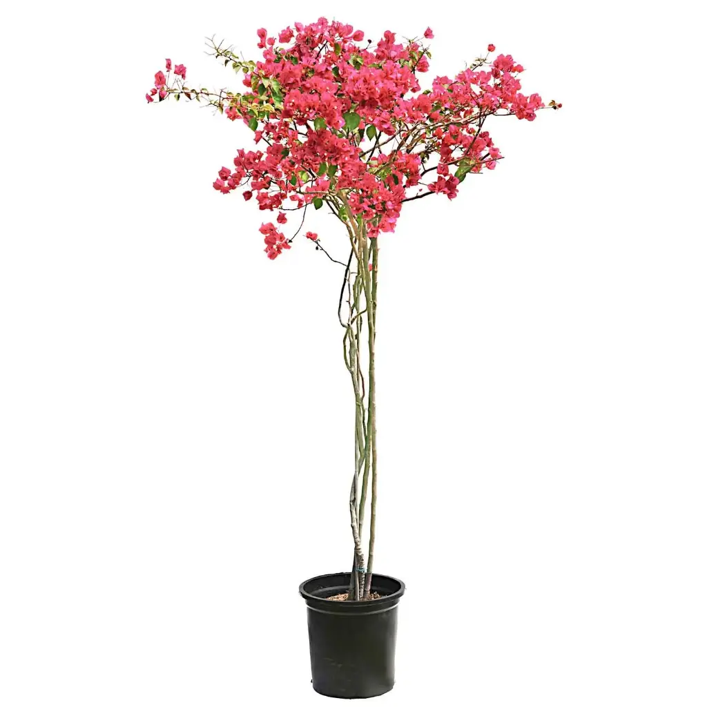 bougainvillea shrup 1 inche 35cm 