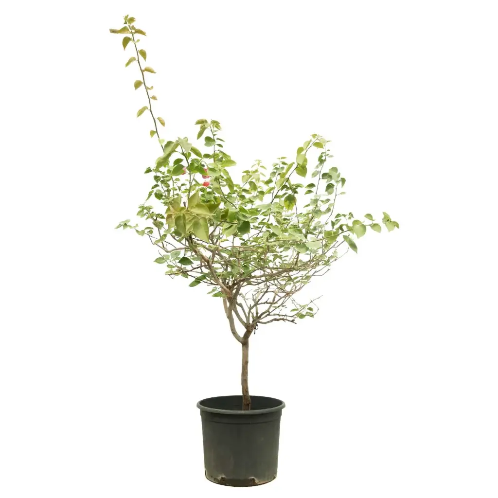 مجنونة شجيرة 35سم