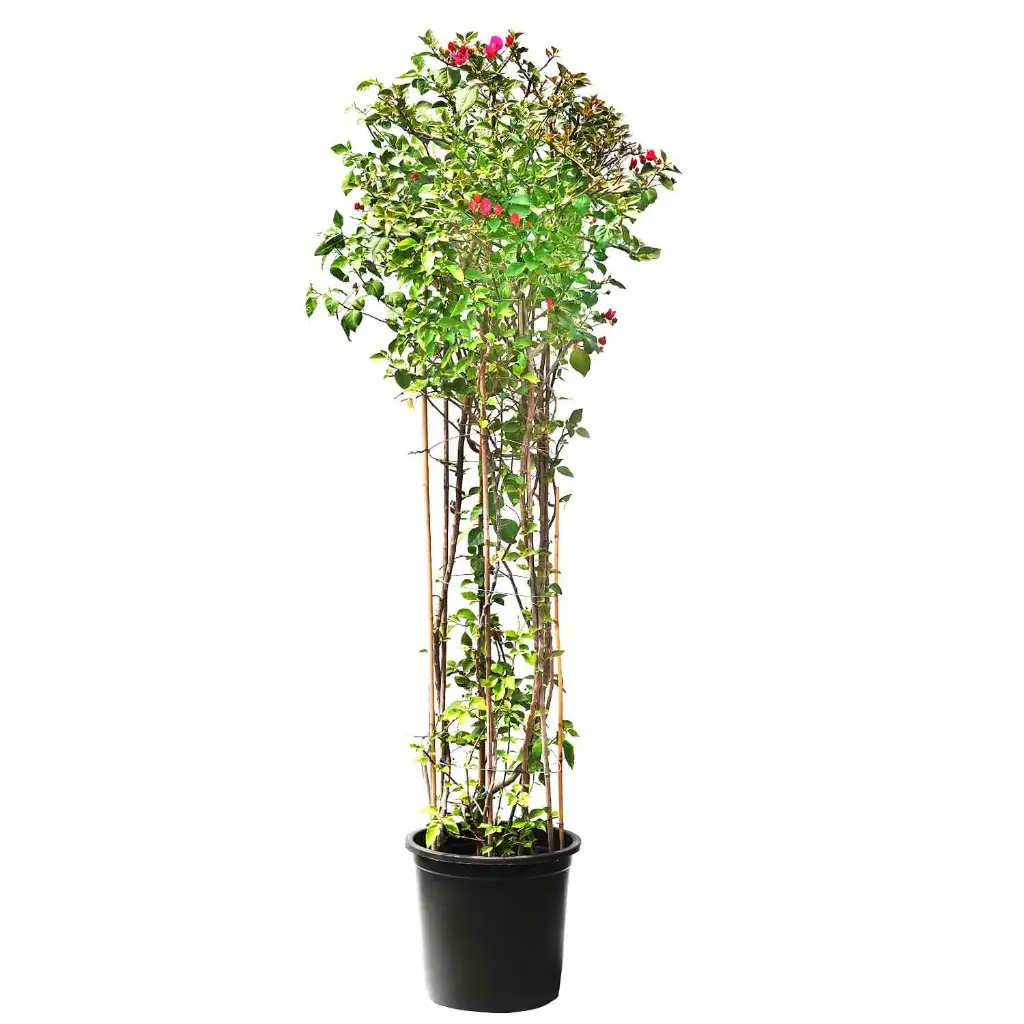 bougainvillea vertical 45cm 