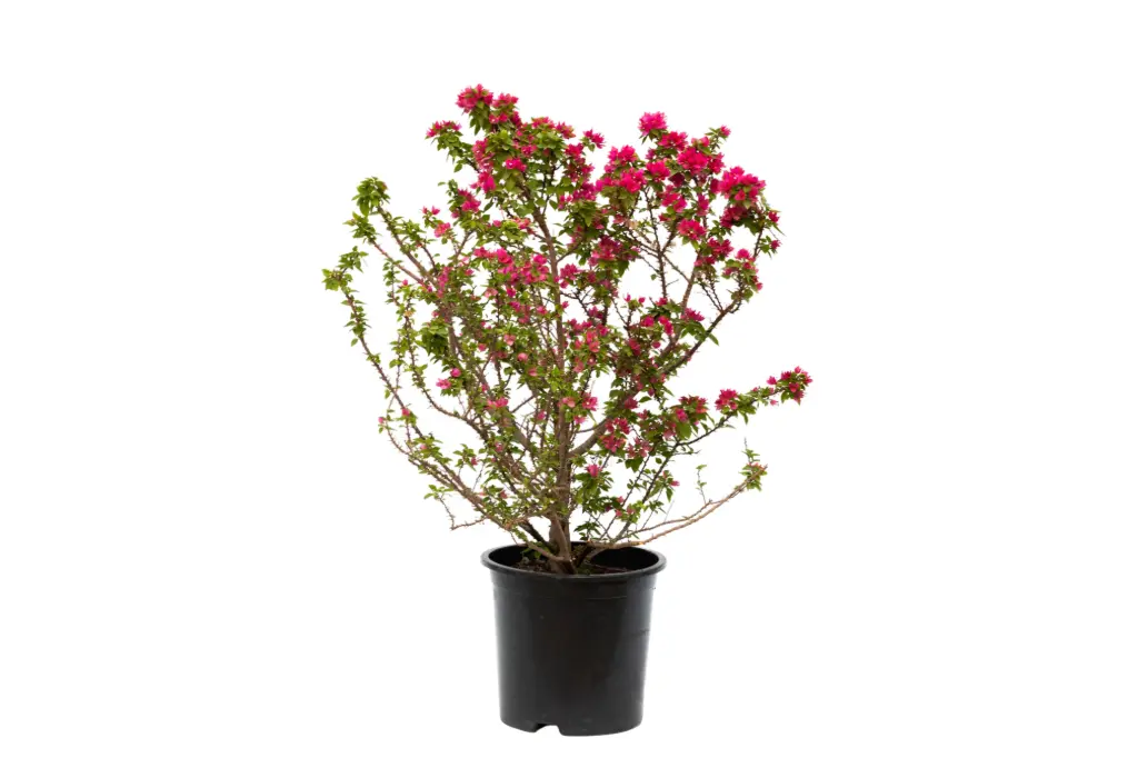 bougainvillea dwarf 45cm 