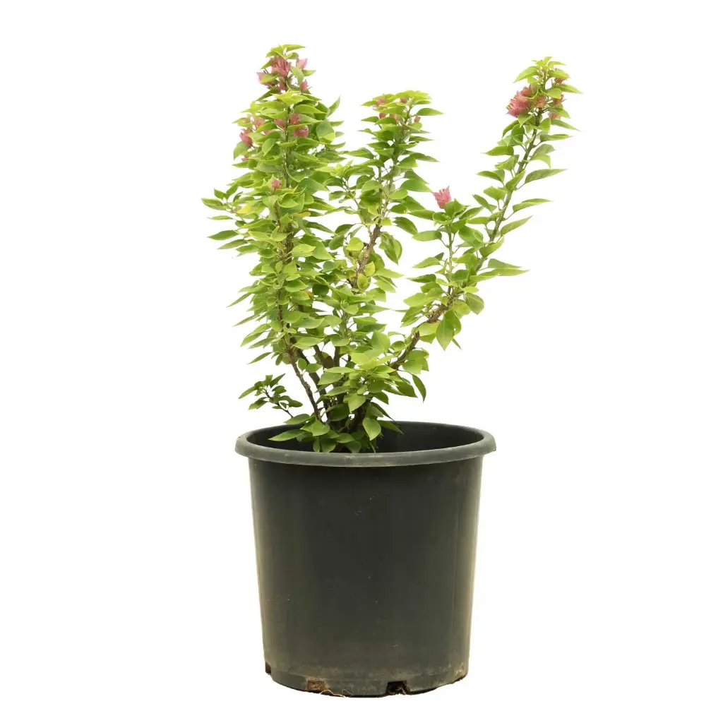 bougainvillea dwarf red 25cm 