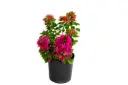 bougainvillea dwarf red 14cm 