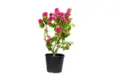 bougainvillea dwarf red 35cm 