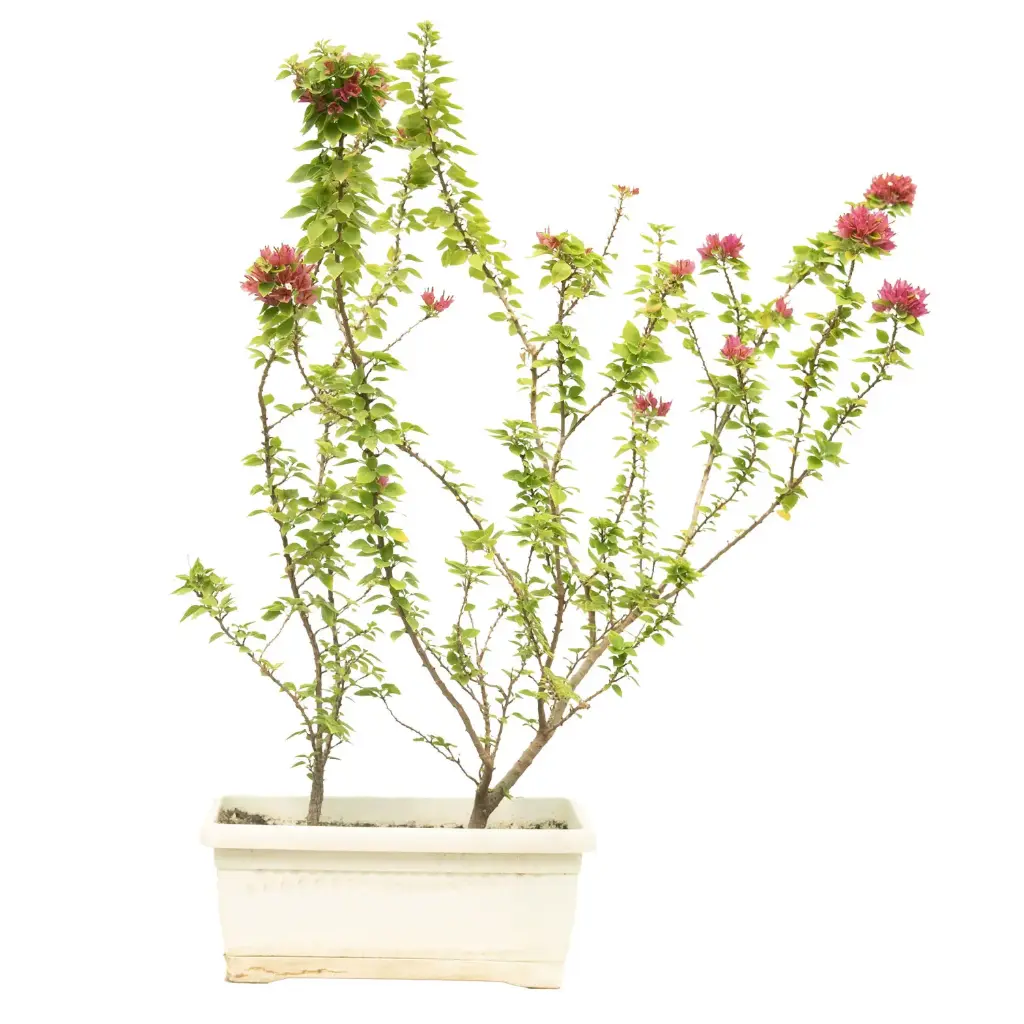 bougainvillea dwarf rectangular pot 