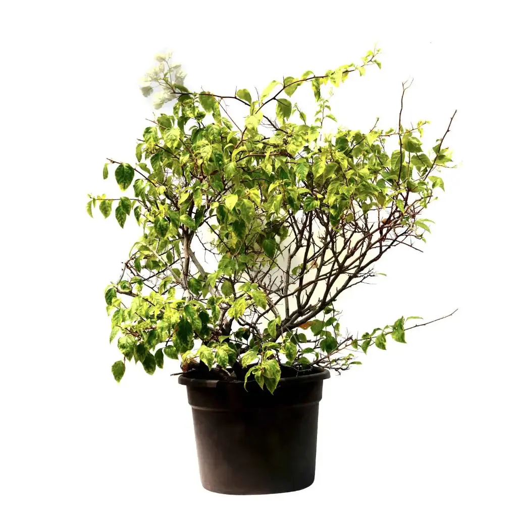 bougainvillea ball shape 45cm 