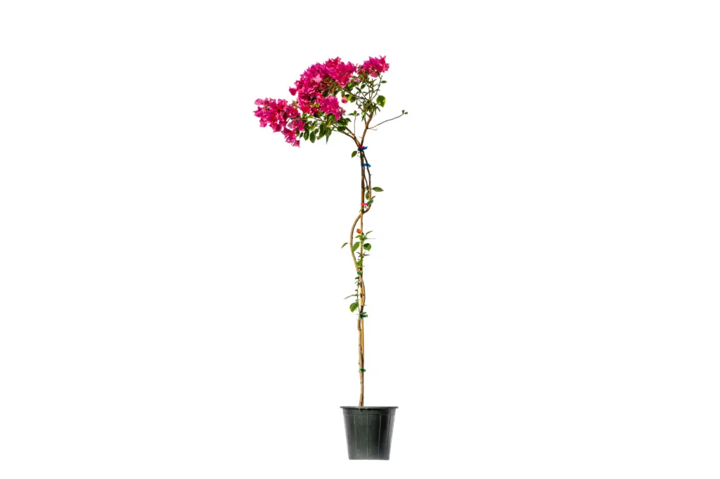 bougainvillea climbing 25cm 