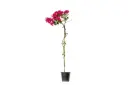 bougainvillea climbing 25cm 