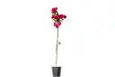 bougainvillea climbing compact 25cm 