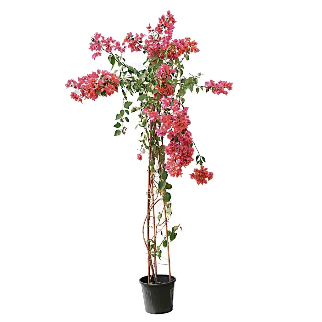bougainvillea pyramidal shape 35cm 