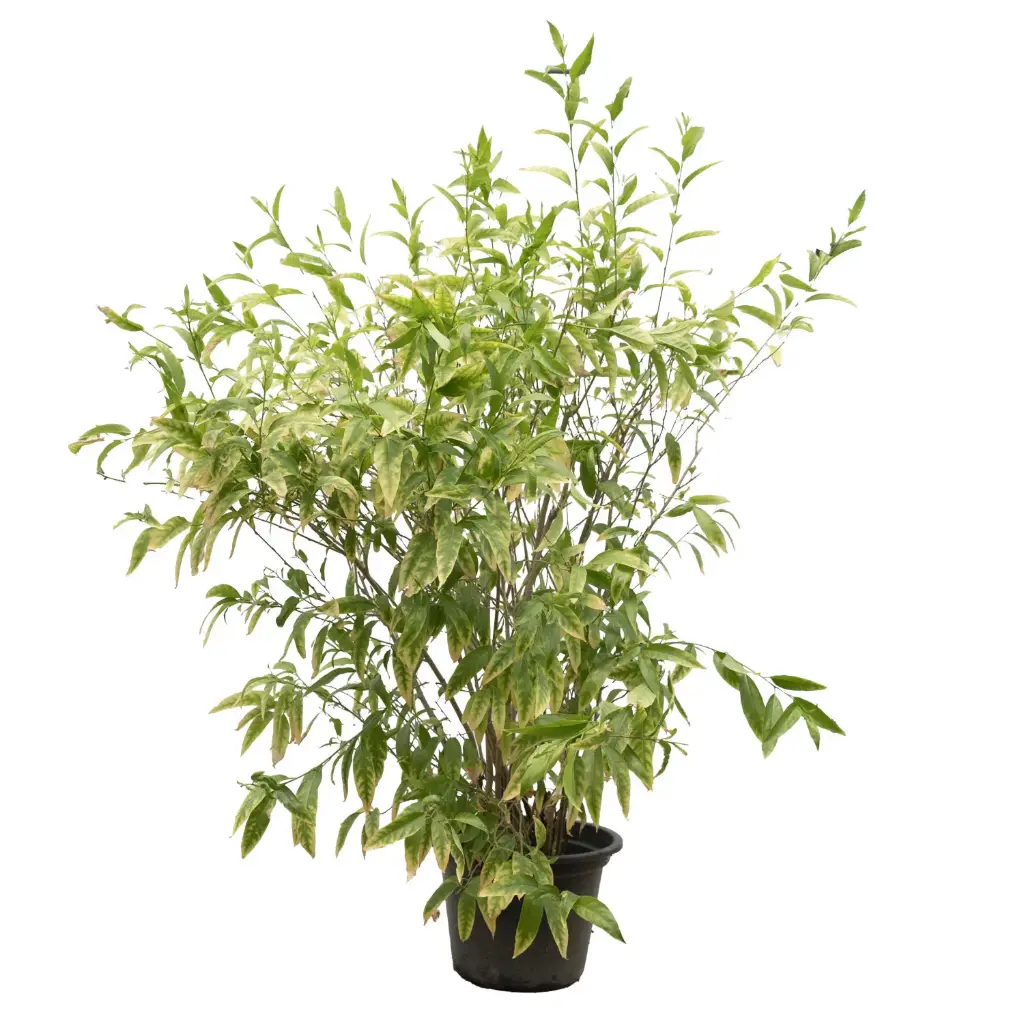 ملكه الليل 35سم