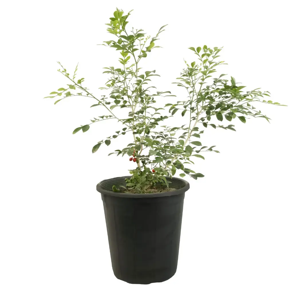 موريا 25سم انتاج