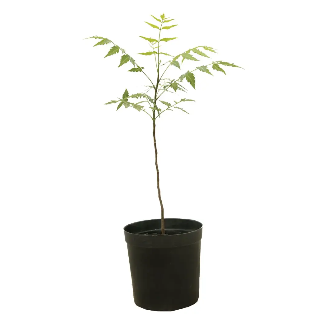 neem 14cm 