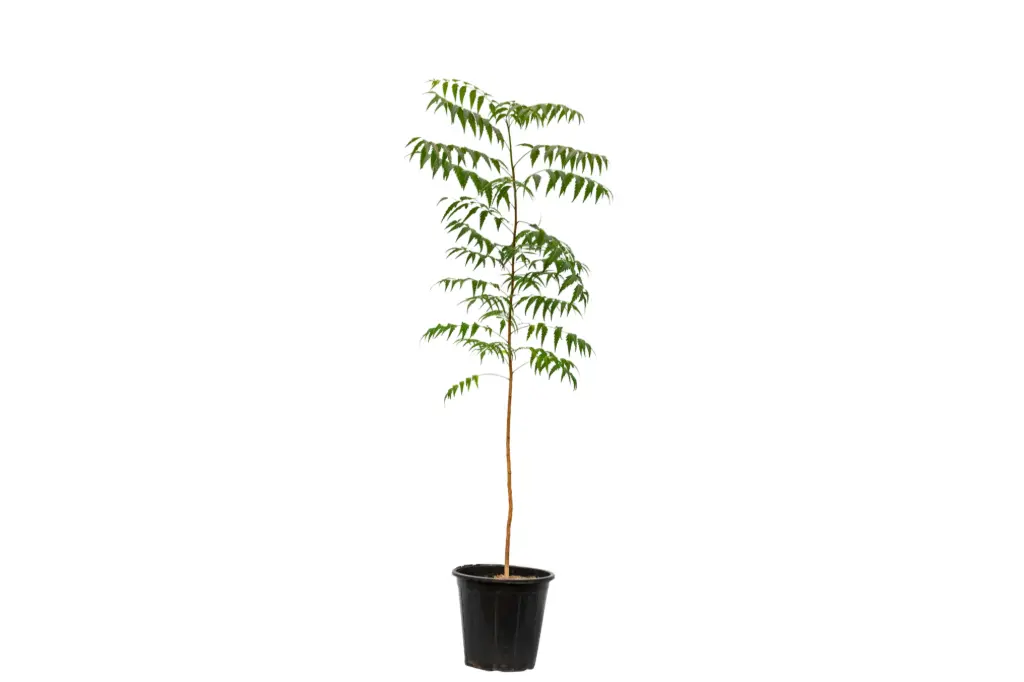 neem 25cm 
