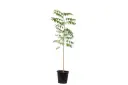 neem 25cm 