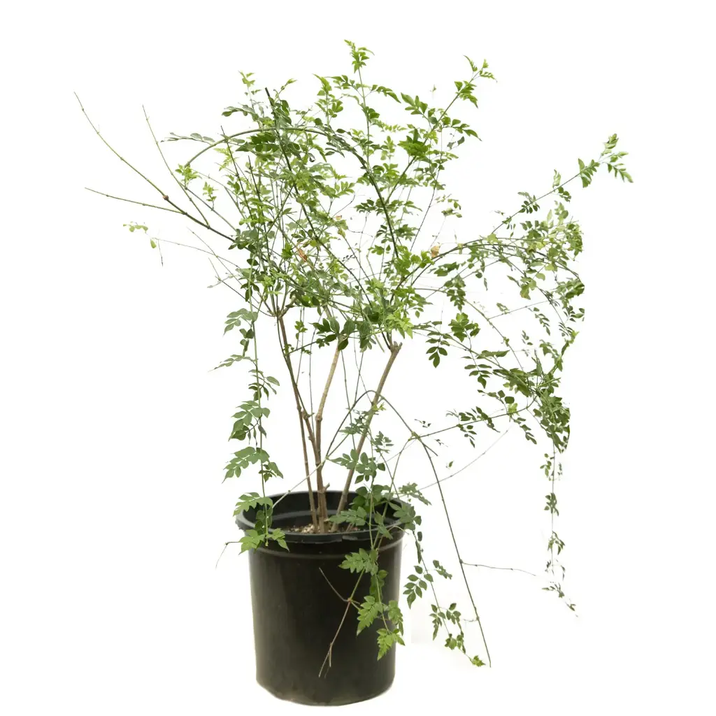 Common jasmine 35cm 