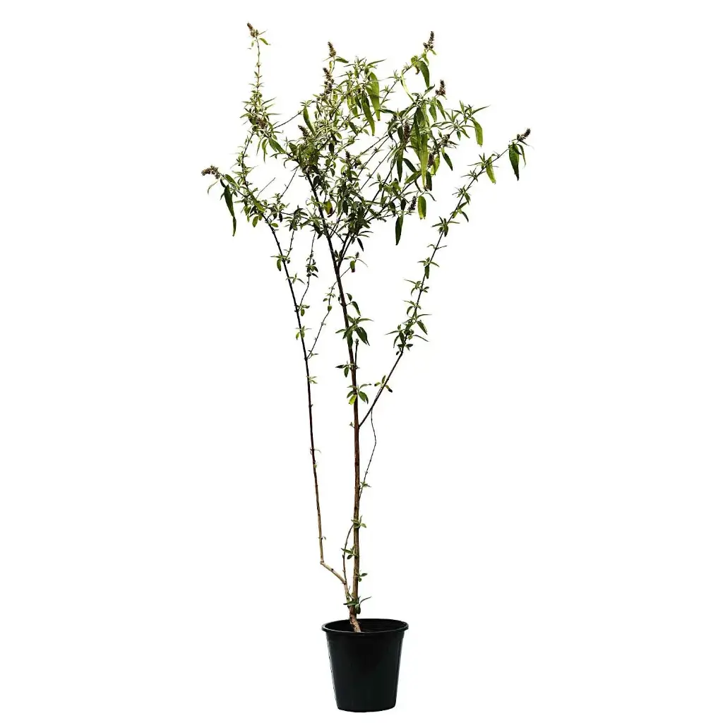 Jasmine badalya 25cm 