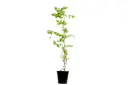 Quisqualis India 25cm 