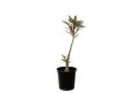 Adenium Obesum 18cm