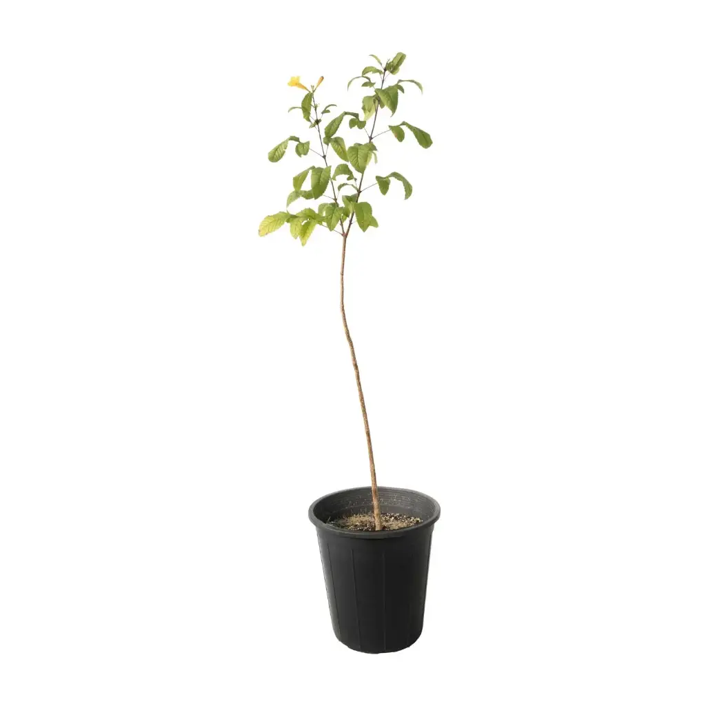indian tecoma 25cm 
