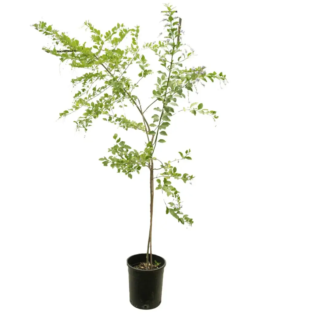  دورنتا خضراء عاموديه 35سم