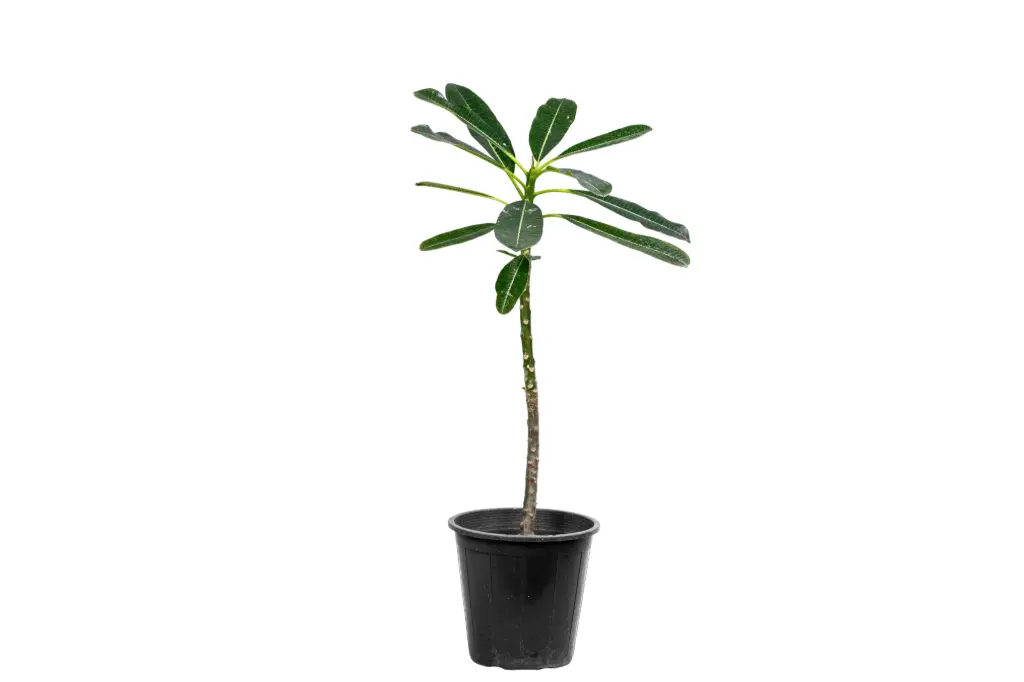 plumeria obtusa 25cm