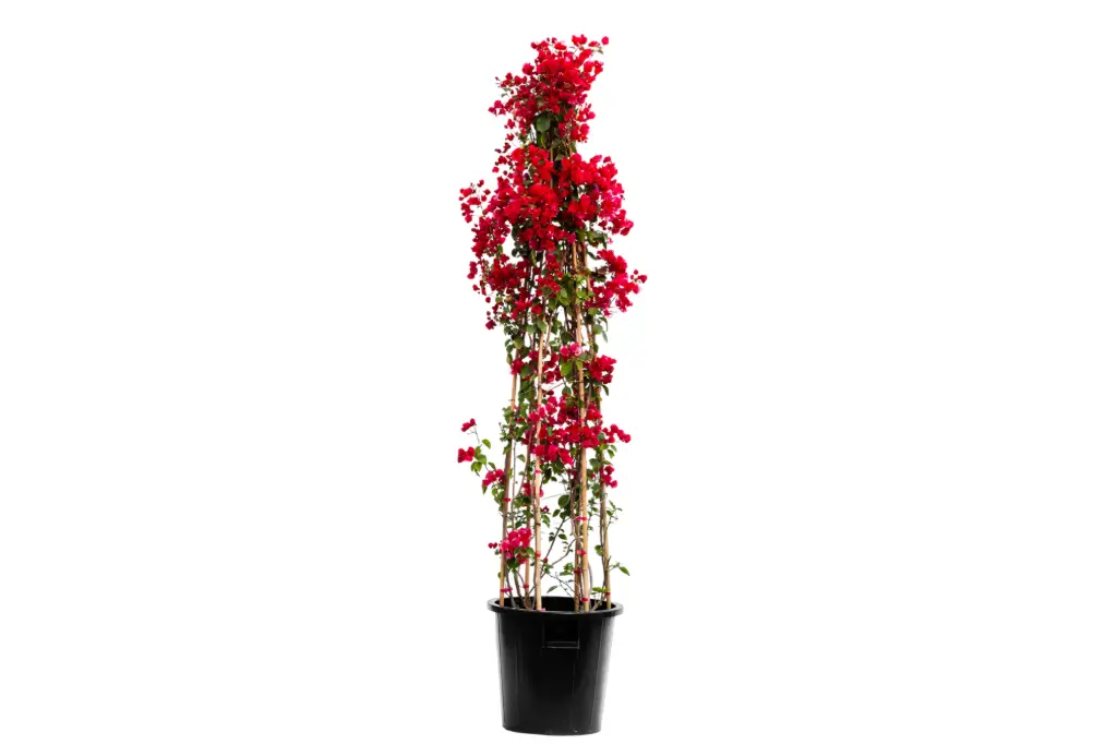 bougainvillea pyramidal shape 45cm