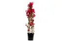 bougainvillea pyramidal shape 45cm