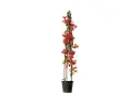 bougainvillea pyramidal shape 30cm