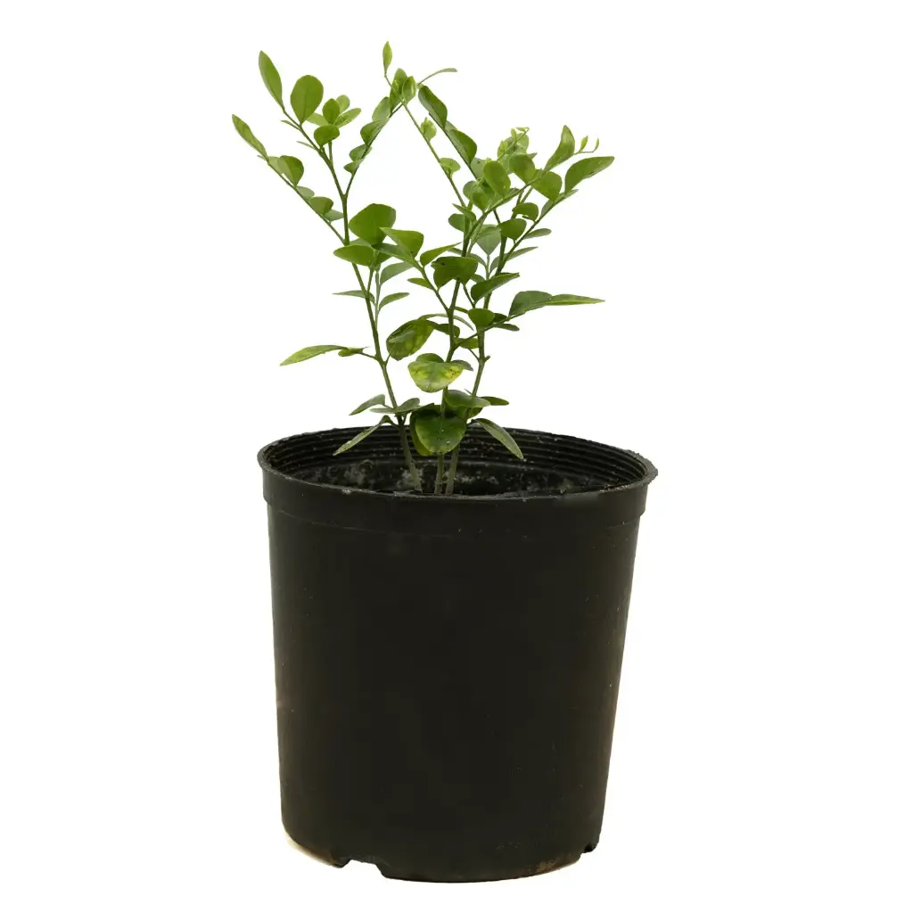 moria 14cm