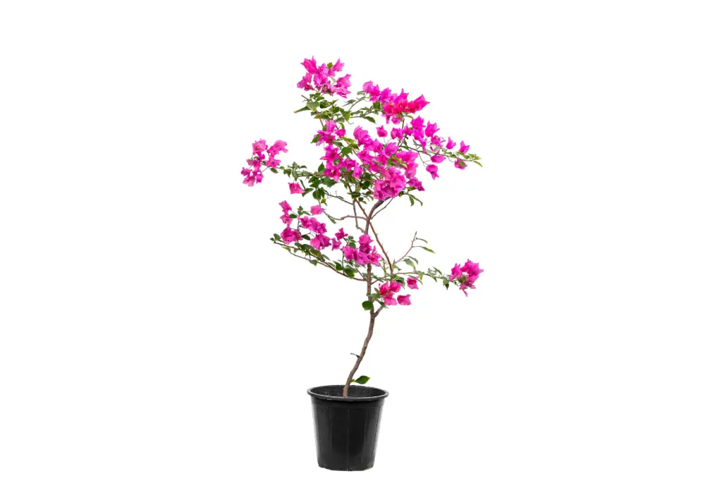  مجنونة كور حوض 25سم