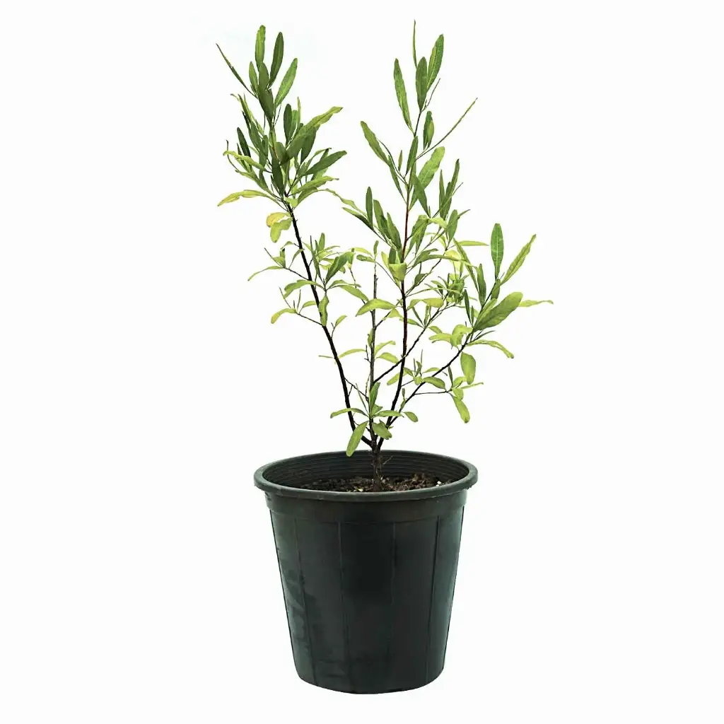  ديدونيا 25سم