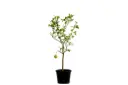Spanish citrus orange big