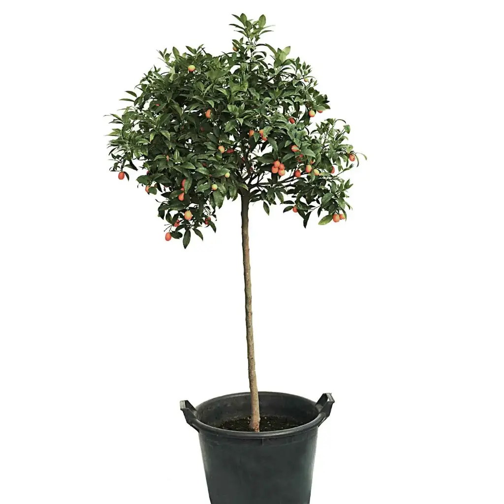 kumquat spanish big 50cm