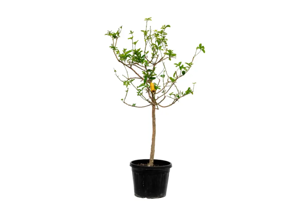 Citrus medica var spanish 