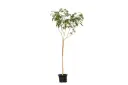 albizia lebbeck 1.5 inch local production 