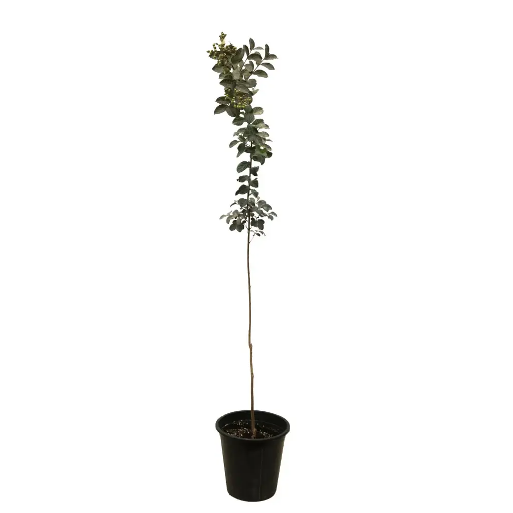 lagstromia black diamond white flower25 cm