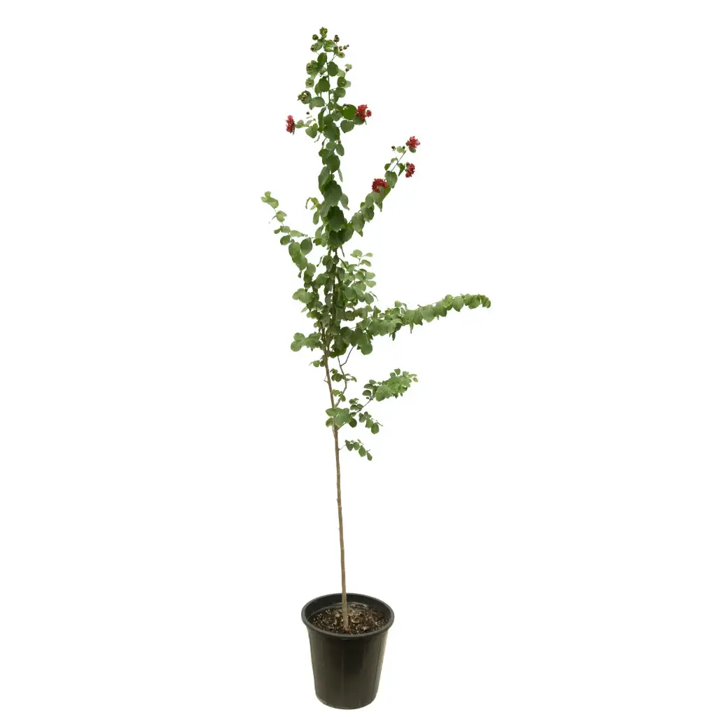 Lagerstroemia Indica (Red) 25cm