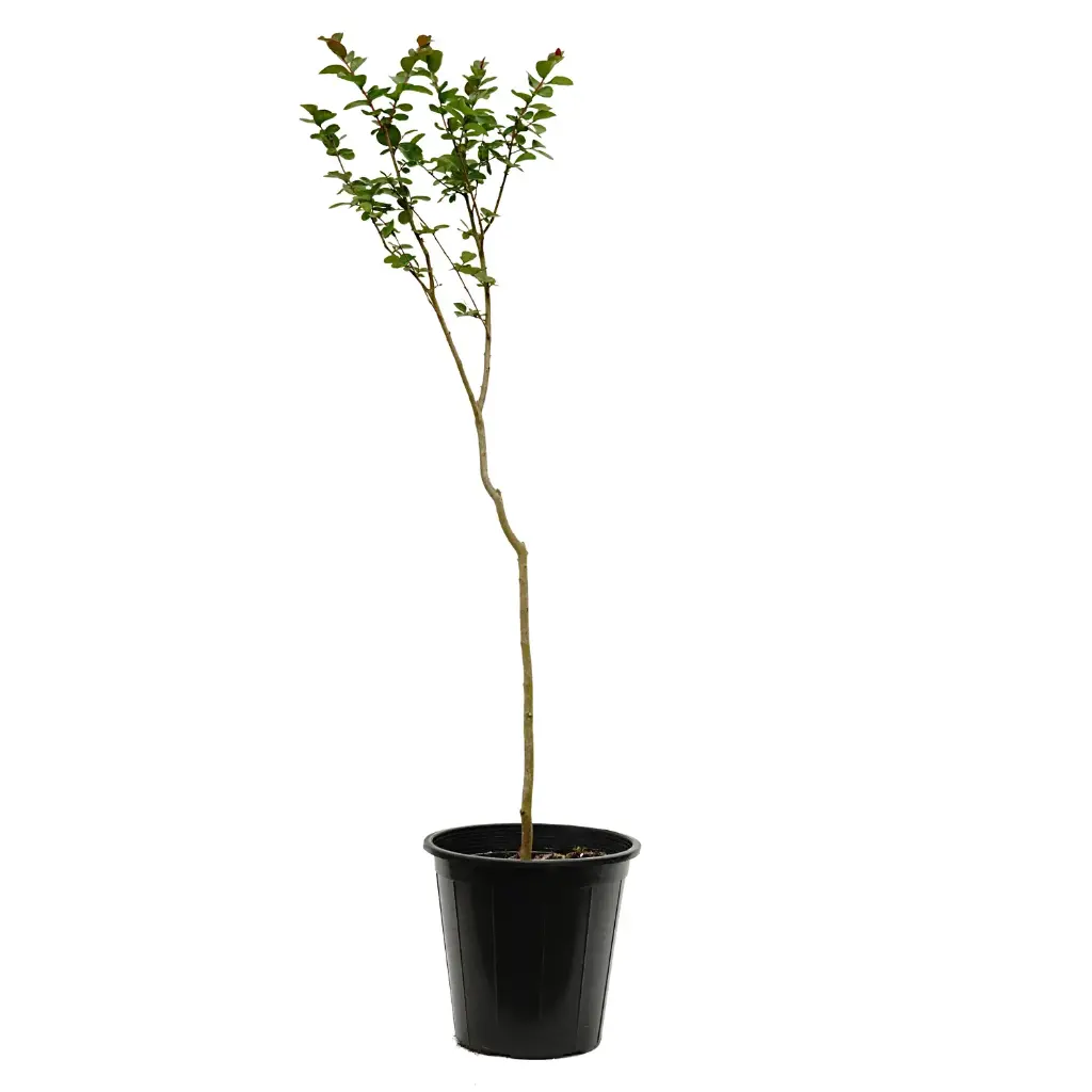 Lagerstroemia Indica (pink) 25cm