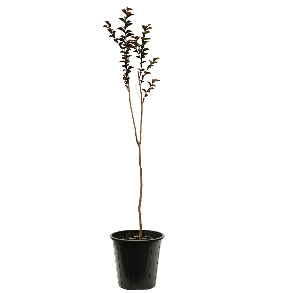 Lagerstroemia Black Diamond (Red) 25cm