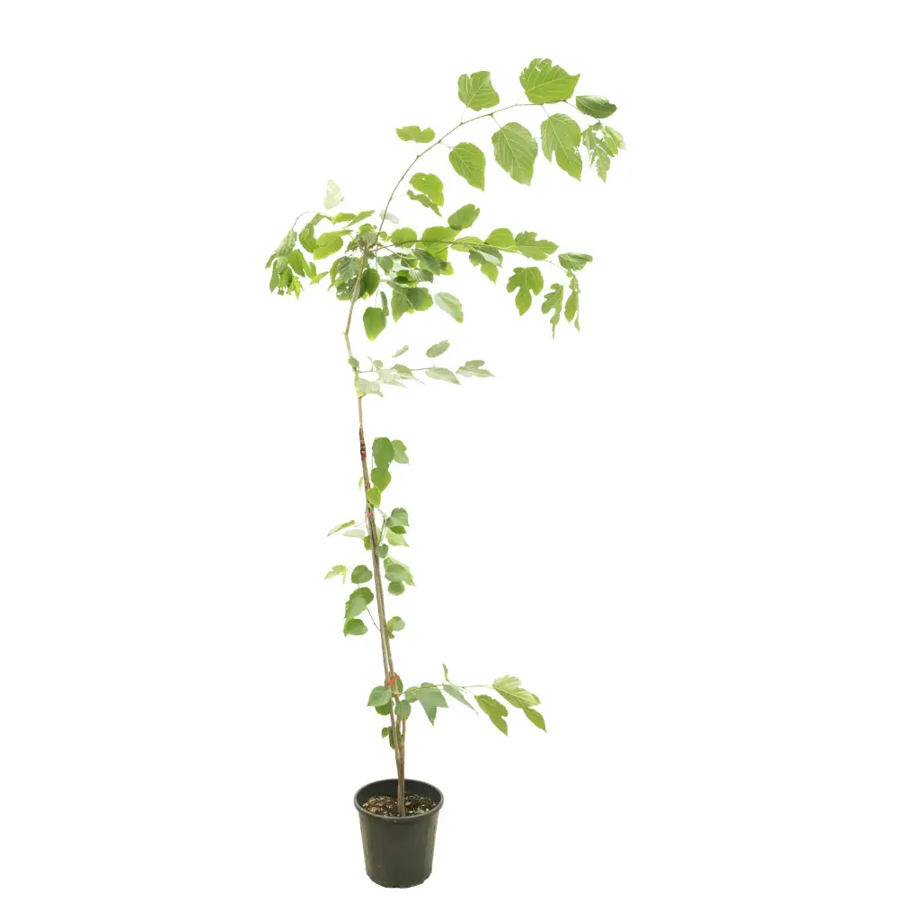 Morus Macroura(Mulberry White).35cm