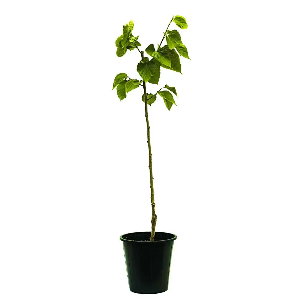 Morus Macroura(Mulberry Red).25cm
