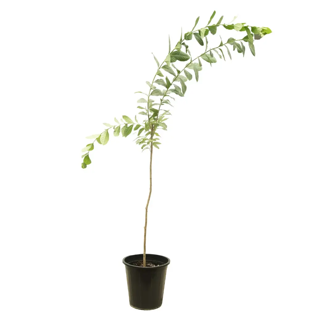 Lagerstroemia purple 25cm 