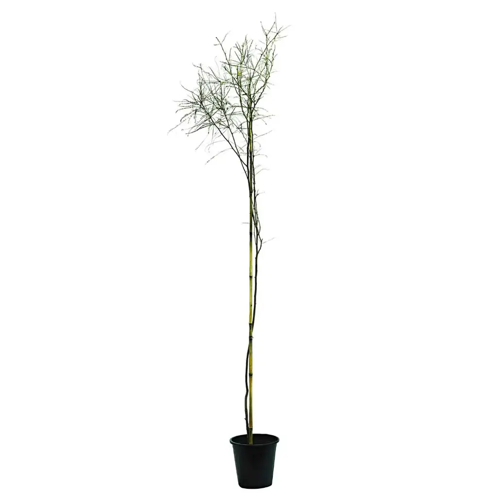 parkinsonia 25cm 