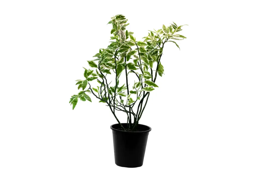 Euphorbia variegata 25cm