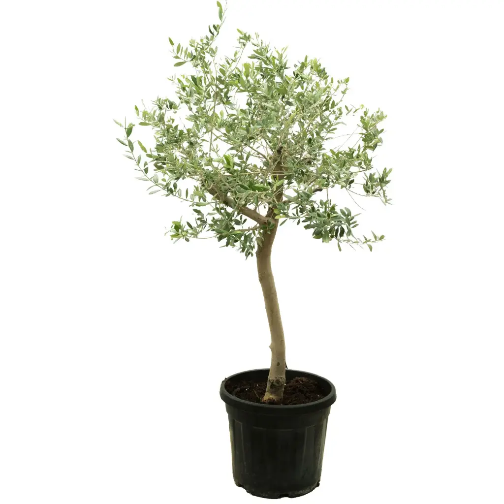 Olive 2.5 inch