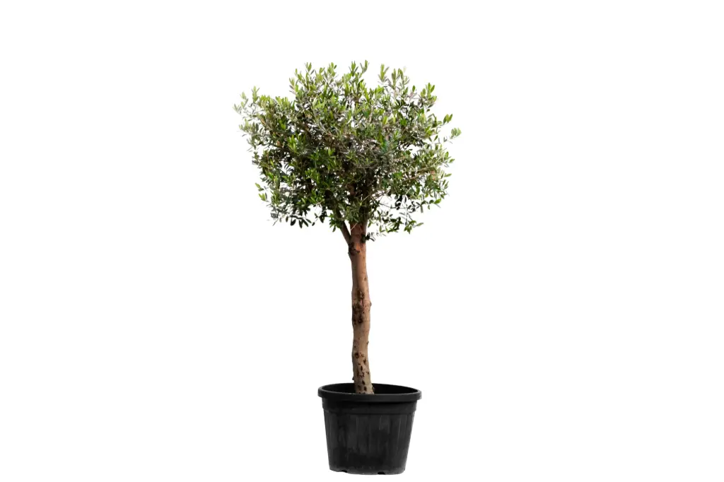Olive 3 inch