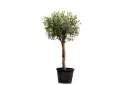 Olive 3 inch