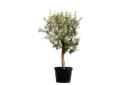 Olive 4 inch
